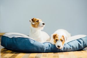Dog Beds For Sale